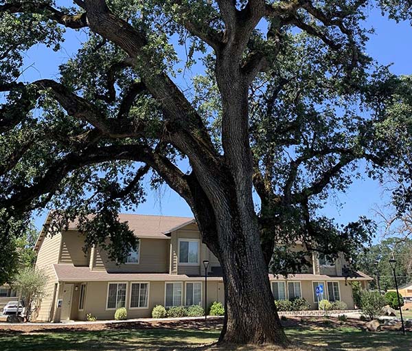 The Courtyard at Penn Apartment Complex with a beautiful Oak tree in the foreground